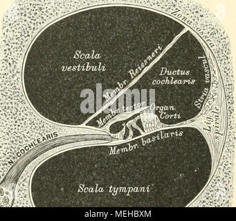 . Die descrittivo topographische und anatomie des Menschen . Scala tynpa/ni (Halbschematisch. Foto Stock