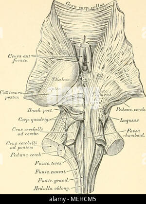 . Die descrittivo topographische und anatomie des Menschen . Fuuic u cuneat Funic. Funic. gracía iL-tat JleJ"llao6/o"S.^g 526. Die Faserung- des Hirnstammes. Ansicht von oben. Natürliche Grösse. Die graue Substanz des Gehirns und Rückenmarkes besteht vor- zugsweise aus Ganglienkörperchen, den eigentlichen centralen Elementen des Nervensystems. Im Rückenmarke stellt die graue Substanz den Kern dar, setzt sich längs des Bodens der IV. und III. Gehirnkammer bis in das Tuber cinereum und das Infundibulum fort, bildet den Belag der Windungen des Gross- und Kleinhirns, endlich selbstständige graue von Foto Stock