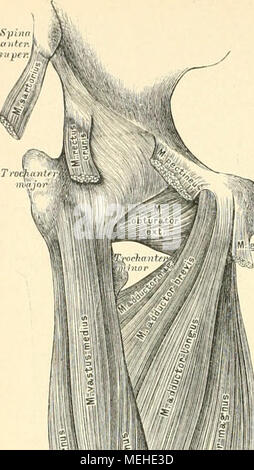 . Die descrittivo topographische und anatomie des Menschen . Foto Stock