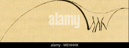 . Dictionnaire de pomologie, contenant l'histoire, la descrizione, la figura di frutti des Anciens et des frutti modernes les plus gÂ©nÂ©ralement connus et cultivÂ©s . Synonymes. Â Pomma : 1. Calville burro (Van Mons , Catalog descriptif et abrÃ©gÃ© de partie des arbres fruitiers qui de 1798 Ã 1823 ont formÃ© sa Raccolta, p. 26, n" 142, et p. 44 , nÂ° 1292). Â 2. Red Baldwin's Pjppin (Dittrich, Systematisches Handbuch der Obstknnde , t. 111, p. 53).â 3. Burro (Thompson, catalogo dei frutti coltivati nel giardino dell'horlicultural Society di Londra, 1842, p. 5, n" 22). Â 4. R Foto Stock