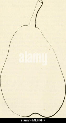 . Dictionnaire de pomologie, contenant l'histoire, la descrizione, la figura di frutti des Anciens et des frutti modernes les plus gÂ©nÂ©ralement connus et cultivÂ©s . cotonneuses, aiguÃ"s, Arquà©es ou relevÃ©es synonymes. Â Poires : 1. Bergamote d'Avranches (PrÃ©vost, Cahiers pomolo- gigues, 1839, p. 35). Â 2. Bonne de LoNGUEVAL {Id. Ibidem). Â 3. De Jersey {Id. Ibidem). Â 4. Louise-Bonne d'avran- ches (Id. Ibidem). Â 5.BeurrÃ©d'AraudorÃ© (Thompson, catalogo dei frutti di Ihe Horticultural Society di Londra, 1842, p. 143, n" 299). Â 6. BONNE-LouiSE d'AraudorÃ© (W, ibid.). Â 7. Louise- Bonne de Foto Stock