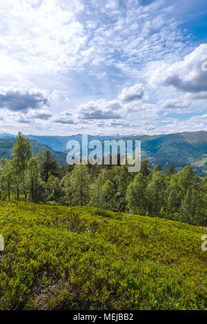 Panorama di montagna al forest line, Norvegia, sulla strada verso la cima della montagna vicino Molden Hafslo nei pressi del Lustrafjorden Foto Stock