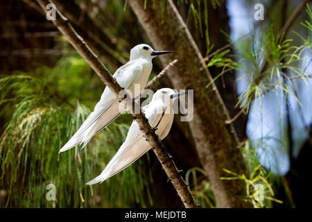 Seychelles- Bianco Fairy Tern su un albero Foto Stock