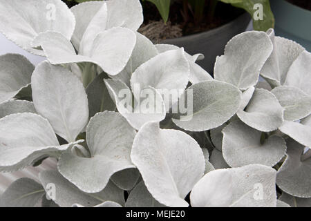 Senecio candicans ali d'Angelo vicino fino in giardino botanico Foto Stock