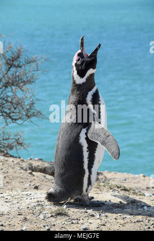 I pinguini di magellano del Peninsula Valdez (Argentina) Foto Stock