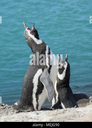 I pinguini di magellano del Peninsula Valdez (Argentina) Foto Stock