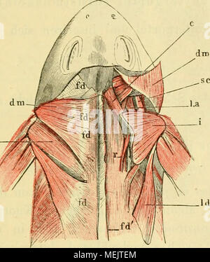 . Die anatomie des Frosches; ein Handbuch fÃ¼r Physiologen, Ãrzte und Studire . Muskeln des Rückens und Schulterblatts. fd scudo dorsalis. fd' dieselbe rechts in der Nähe der Dornfort- sätze durchschnitten. dmm. depressore maxillae, von der scudo dor- entspringend salis, auf der rechten Seite durchschnitten und zurückgeschlagen. Id latissiraus dorsi, desgl. (Links ist der Muskel nicht bezeichnet). io m. infraspinatus. c m. cucullaris. l a vn. levator anguli scapiilae. sc m. sternocleidoniastoideus. r m. retrahens scapole. maior des Menschen entspricht, ist von dreieckiger Gestalt, die breite Foto Stock