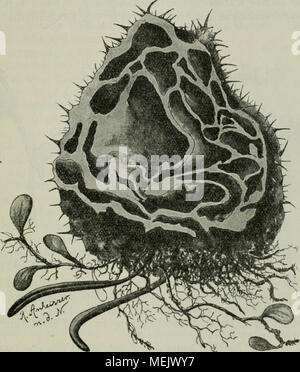 . Die Ameise. Schilderung ihrer Lebensweise . Myrmecodia echinata. Knollen, der Länge nach durchschnitten. Aus Sehimper. durch die Abtritte der Ameisen zur Entwickelung gebrachtes Unkraut dar, das deswegen nur von den Ameisen rasiert wird, weil es zu einem Verkehrshindernis werden könnte (Miehe). Während l uomo nun früher geglaubt hat, dass die Knollen mit ihren Labyrinthgängen eine arte Ameisengallen seien, hat Treub durch Aufzucht von Mi/niiecodia nachgewiesen, dass die genannten Bildungen ganz spontan, ohne jede Mitwirkung der Ameisen zustande kommen. Così finden sich anche auch bei diesen besonders Foto Stock