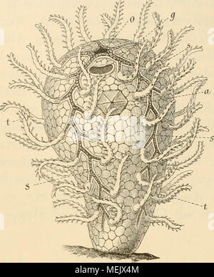 . Die Amphorideen und Cystoideen Beiträge zur (Morphologie und Phylogenie der Echinodermen.) . Fig. 14. Fungocystis rarissima, nach Barkande, restaurirt. Un den alternirenden Aesten der Subvektoren sind die s Subvektoren, Tentakeln t. 10. Genere: Malocystis, Billings, 1858. Malocystites, Bu^Lraos 1858, Geol. Sondaggio Canada, Dee. III, pag. 66. Fungocystida mit kugeliger oder rundlich eiförmiger della teca, welche basale am- Pol dureb einen kurzen Stiel autsitzt. Von der centralen Mundöttnung gehen mehrere lange Amluilacral-Rinnen aus, welche sich unregelmässig verzweigen und gabeln, und gewunden (thei Foto Stock