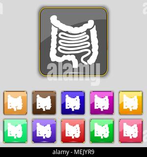 Intestini icona segno. Impostare con undici pulsanti colorati per il vostro sito. Illustrazione Vettoriale Illustrazione Vettoriale