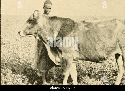 . Die Abstammung der ältesten Haustiere .. . Foto Stock