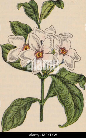 . Dictionnaire d'orticoltura illustrÃ© / par D. Bois prÃ©faccia de Maxime Cornu avec la collaboration de E. AndrÃ© ... [Et al.]. . Fie. 515. KOPSIA FRUTICOSA A. DC. Il cultive surtout le K. fruticosa A. DC. (Fig. 515) (Cerbera fruticosa Ker.); B. R. 391; B. M. 4220; grand arbre de serre chaude, dont les feuilles atteignent 15-20 cm. de long sur 6-10 de largeur, et dont les fl. rappelant celles de la Pervenche de Madagascar comme forme et comme couleur, mais plus grandes, en co- rymbes terminaux presque sessiles; floraison de longue durÃ©e, et presque continuare. Trí¨s belle plante, un peu vorac