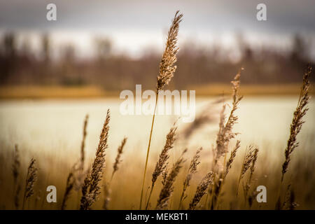 Praterie accanto alla coltivazione di acqua nel Cheshire England. Riserva naturale con lunghi di gambi di erba in primo piano Foto Stock