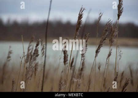 Praterie accanto alla coltivazione di acqua nel Cheshire England. Riserva naturale con lunghi di gambi di erba in primo piano Foto Stock