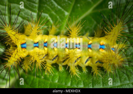 Setora nitens caterpillar o Ortica Slug Caterpillar. Un estremo la fotografia macro close-up di una stravagante e bella caterpillar Foto Stock