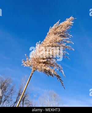 Testa di sementi di una comune erba reed stagliano contro un cielo blu. Foto Stock