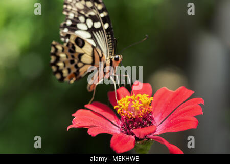 Papilio demoleus farfalla o a coda di rondine Butterfly, calce a coda di rondine e la bandiera a scacchi a coda di rondine. Close-up foto di farfalla di alimentazione su Zinnia Foto Stock