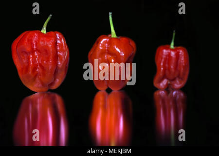 Tre colorate vivacemente Red Habanero Chili Peppers disposti in una fila su un fondo nero e riflessa su una superficie a specchio. Una bella simmetrica Foto Stock