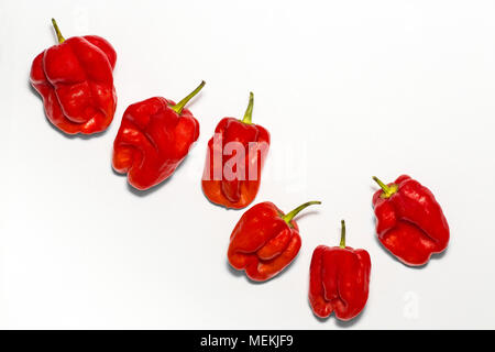 Selezione di Rosso peperoncino habanero disposti su uno sfondo bianco con un sacco di spazio copia. Il cibo della macro immagine fotografia di red hot chili peppers Foto Stock