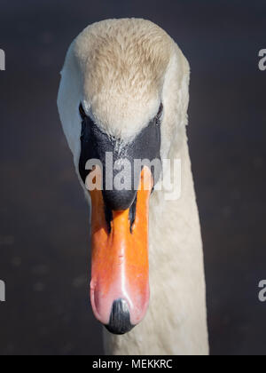 In prossimità della testa dei cigni Foto Stock