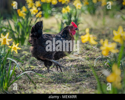 Pollo tra molla fioritura narcisi al di fuori Foto Stock