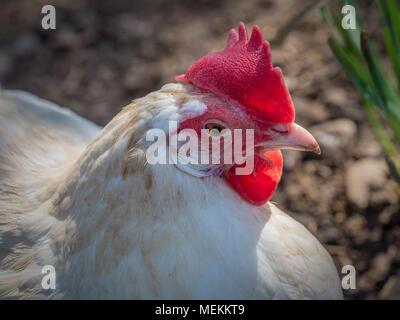 Primo piano del pollo Foto Stock