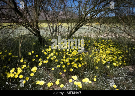 Anza Borrego super fiore di giallo fiori selvatici Foto Stock