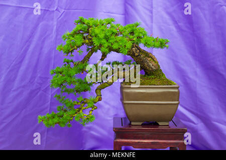 Una cascata di semi di larice combinazione Bonsai in formazione in Irlanda del Nord e sul display a Belfast festival di primavera a Barnetts Demesne in aprile 20 Foto Stock