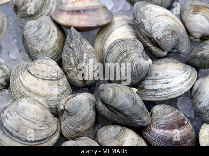 Vongole su ghiaccio al mercato del pesce Foto Stock