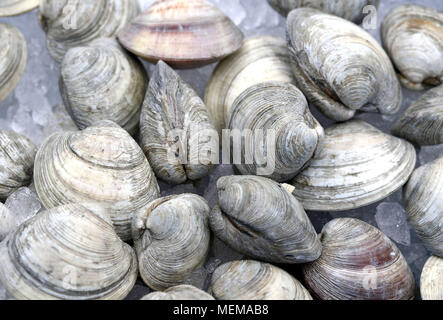 Vongole su ghiaccio al mercato del pesce Foto Stock