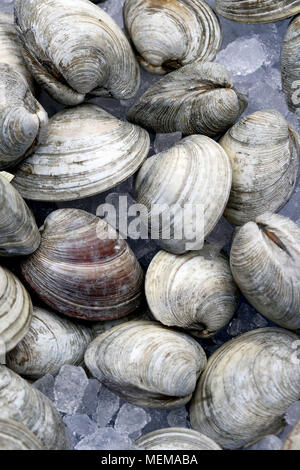 Vongole su ghiaccio al mercato del pesce Foto Stock
