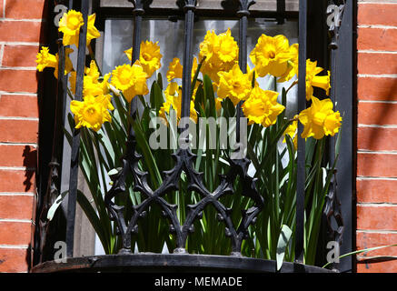 Yellow Daffodils in città window box Foto Stock