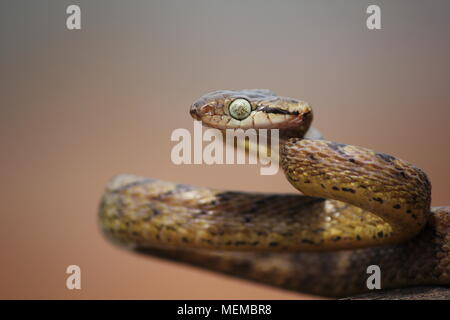Cat snake nella sua posizione di attacco Foto Stock