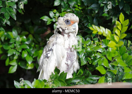 Poco Corella, Cacatua sanguinea, con un sistema avanzato di caso di Psittacine becco e malattia di piume, PBFD o Circovirus aviario, che mostra la perdita di piume, Foto Stock