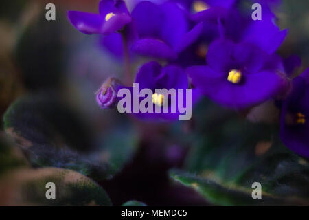 Viola odorata fioriture primaverili di close-up. Natura sfondo.Viola odorata - Viola Mammola Foto Stock