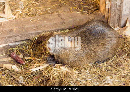 Nutria farm. Close-up di coltivazione nutria come pelliccia preziosa e ellitic carne. Foto Stock