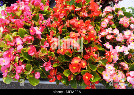 Osteospermums per la vendita su un mercato in stallo - Giovanni Gollop Foto Stock