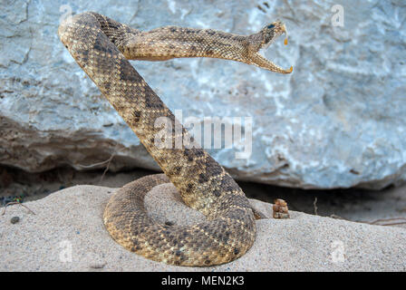 Attaccare avvolto rattle snake in sabbia con sfondo di roccia Foto Stock