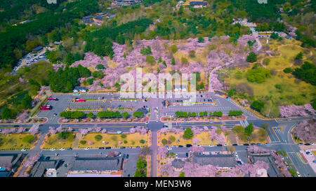 Vista aerea della città di Gyeongju durante la stagione primaverile, Corea del Sud. Foto Stock