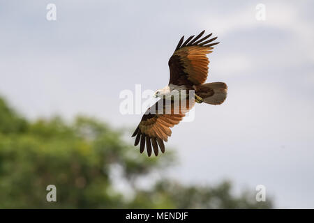 Il brahminy kite (Haliastur indus), noto anche come il red-backed sea-eagle, è di medie dimensioni con gli uccelli rapaci nella famiglia Accipitridae. Foto Stock