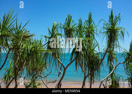 Pandanus, Pandanus tectorius di fronte spiaggia Nightcliff in Darwin, Territorio del Nord, l'Australia. Foto Stock