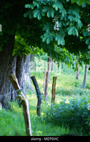 Lunga strada attraverso gli alberi di castagno, lontano attraverso la foresta, il tronco di albero del castagno Foto Stock