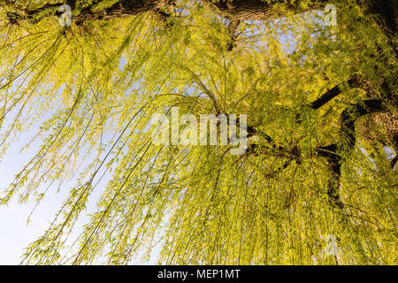 La germogliazione willow tree con foglie verdi in primavera Foto Stock