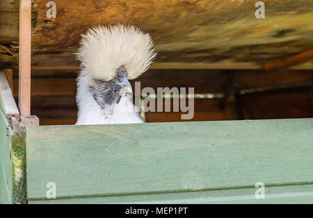 Adulto solitario Silkie uando si vede guardando al di fuori della sua casa della gallina avendo appena giocato un uovo. Lei sta cercando di sfuggire attraverso il tetto aperto la sezione. Foto Stock