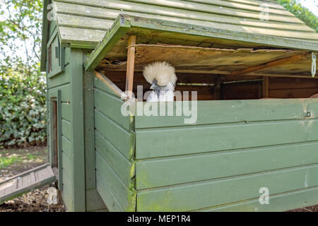 Adulto solitario Silkie uando si vede guardando al di fuori della sua casa della gallina avendo appena giocato un uovo. Lei sta cercando di sfuggire attraverso il tetto aperto la sezione. Foto Stock