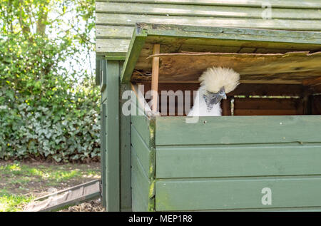 Adulto solitario Silkie uando si vede guardando al di fuori della sua casa della gallina avendo appena giocato un uovo. Lei sta cercando di sfuggire attraverso il tetto aperto la sezione. Foto Stock