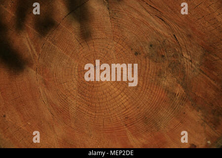 Texture di legno, legno grano, gli anelli di un albero, Scotts Pine da Malcolm Buckland, Design undici Foto Stock