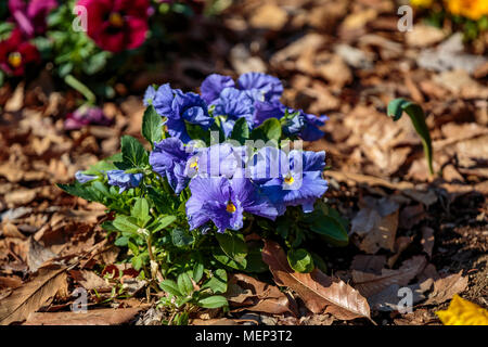 Pansies blu fiore in un parco nella casella della piantatrice in una bella giornata di primavera di Kanagawa, Giappone Foto Stock