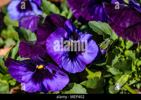 Pansies blu fiore in un parco nella casella della piantatrice in una bella giornata di primavera di Kanagawa, Giappone Foto Stock