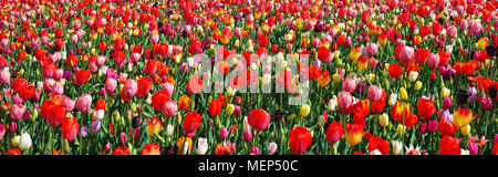 Bellissimo paesaggio con fiore fiori multicolori. Molla scenario esterno, vista panoramica. Panorama di tulipani colorati. Letto di fiori nel parco, Nethe Foto Stock